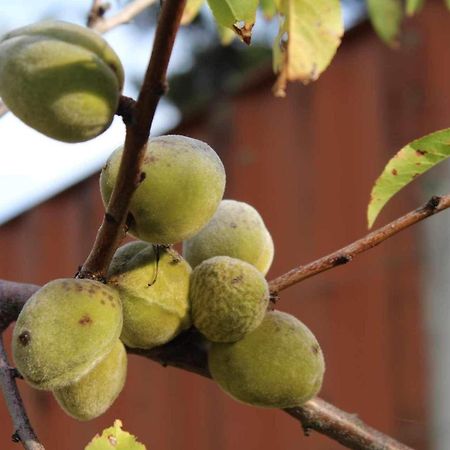 Maymorn Orchard Suites Upper Hutt Eksteriør bilde